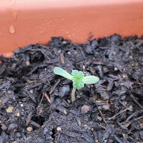 V 02 - P 03 growlog timeline photo