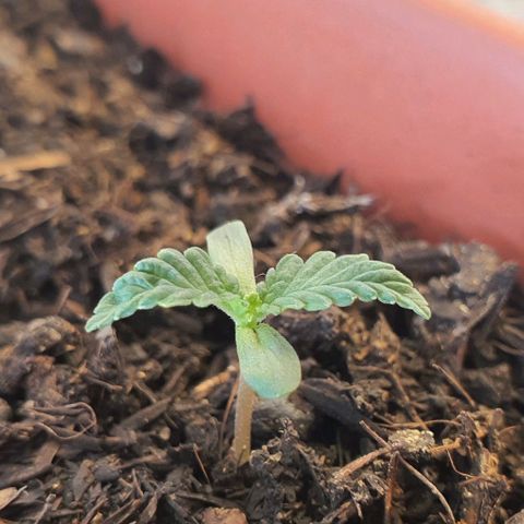 V 02 - P 03 growlog timeline photo