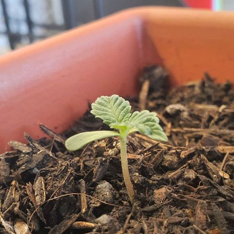 V 02 - P 03 growlog timeline photo