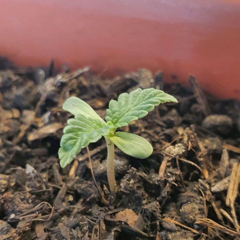 V 02 - P 03 growlog timeline photo