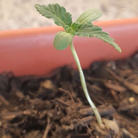 Aninha growlog timeline photo