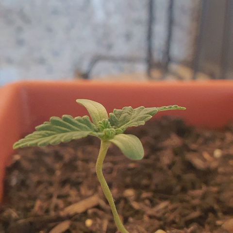 Aninha growlog timeline photo