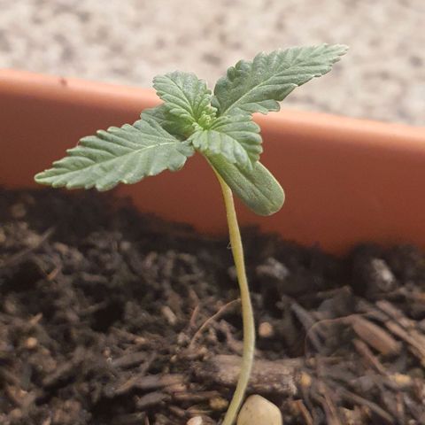 Aninha growlog timeline photo
