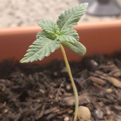 Aninha growlog timeline photo