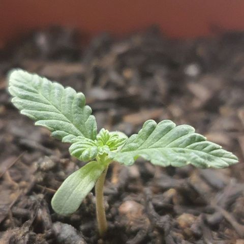 V 02 - P 03 growlog timeline photo