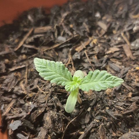 V 02 - P 03 growlog timeline photo