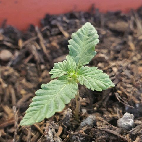 V 02 - P 03 growlog timeline photo