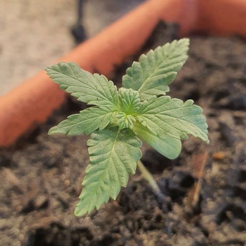 Aninha growlog timeline photo