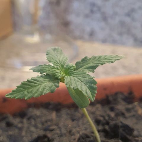 Aninha growlog timeline photo
