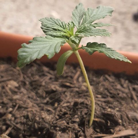 Aninha growlog timeline photo