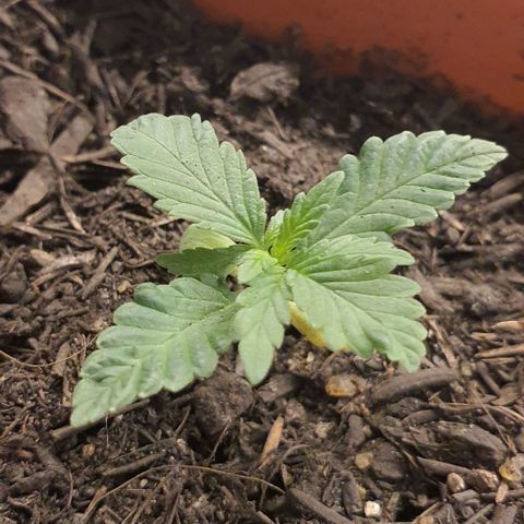 V 02 - P 03 growlog timeline photo