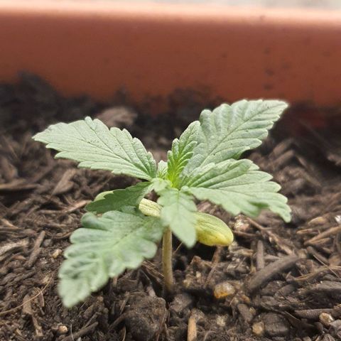 V 02 - P 03 growlog timeline photo