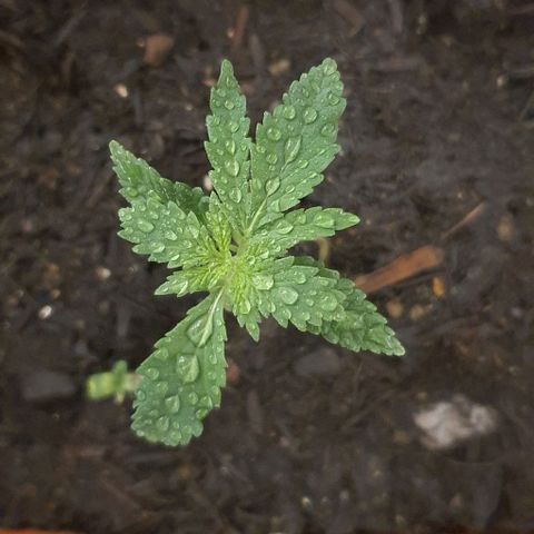 Aninha growlog timeline photo