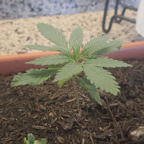 Aninha growlog timeline photo