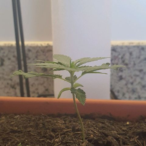 Aninha growlog timeline photo