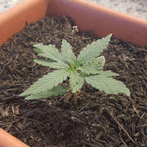 V 02 - P 03 growlog timeline photo