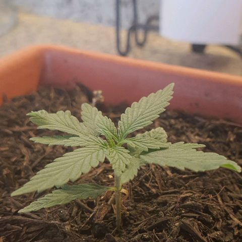 V 02 - P 03 growlog timeline photo