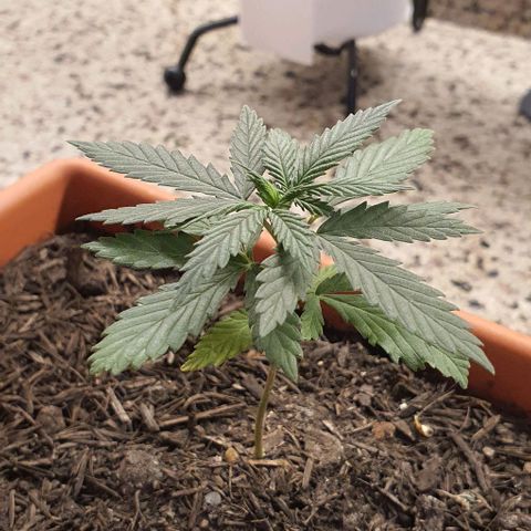 Aninha growlog timeline photo