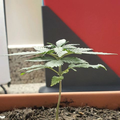 Aninha growlog timeline photo