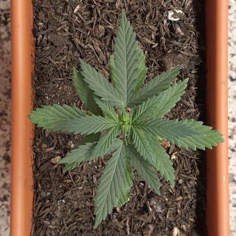 Aninha growlog timeline photo