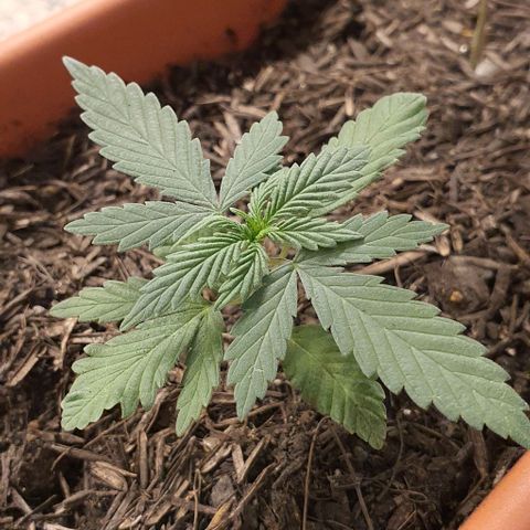 V 02 - P 03 growlog timeline photo