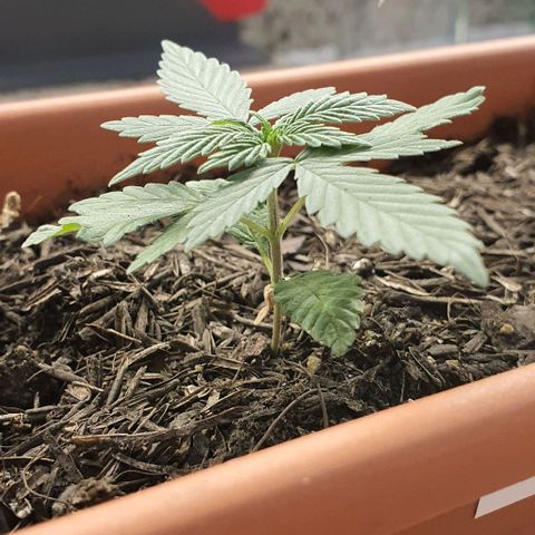V 02 - P 03 growlog timeline photo