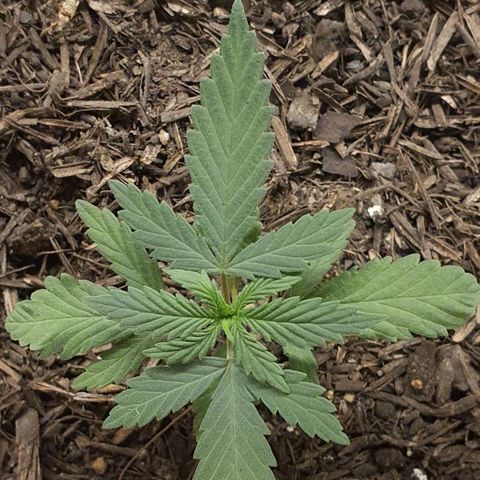 V 02 - P 03 growlog timeline photo