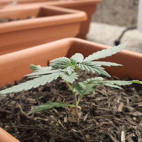 V 02 - P 03 growlog timeline photo