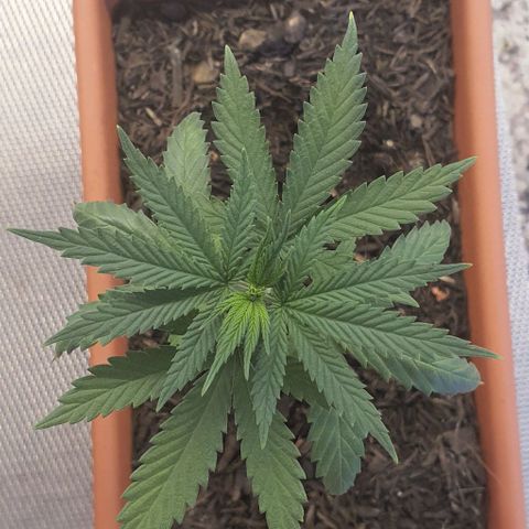 Aninha growlog timeline photo
