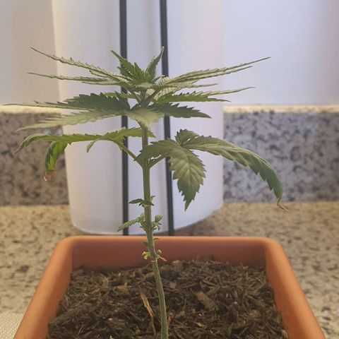 Aninha growlog timeline photo