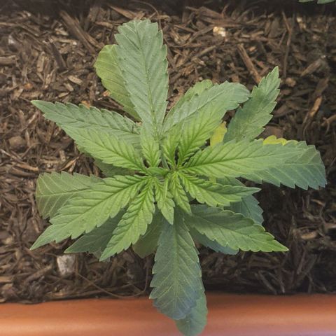 V 02 - P 03 growlog timeline photo