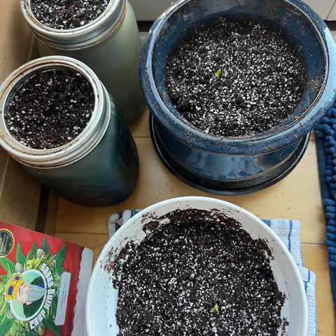 Lamb’s Breath growlog timeline photo