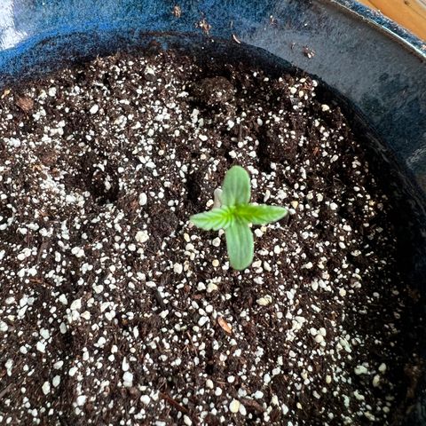 Lamb’s Breath growlog timeline photo