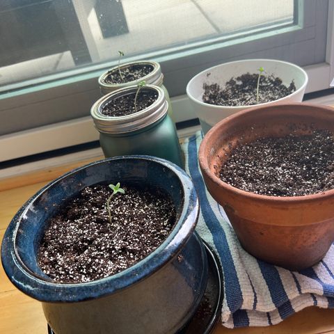 Lamb’s Breath growlog timeline photo