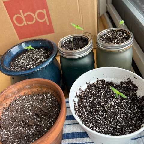 Lamb’s Breath growlog timeline photo