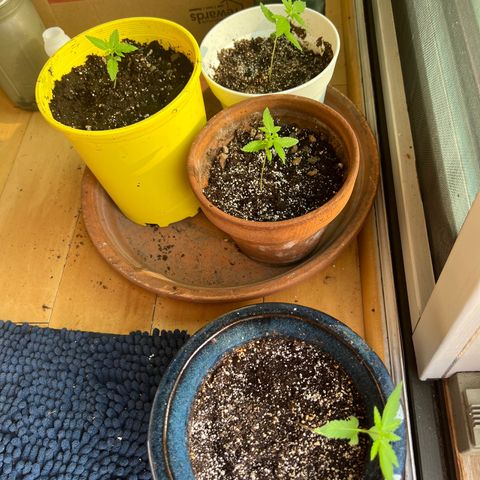 Lamb’s Breath growlog timeline photo