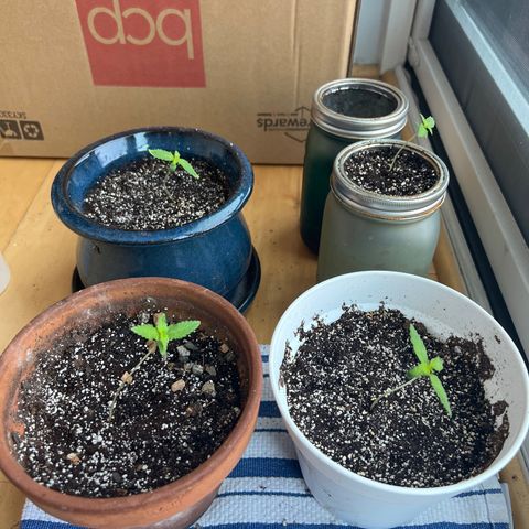Lamb’s Breath growlog timeline photo