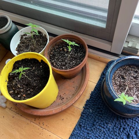Lamb’s Breath growlog timeline photo