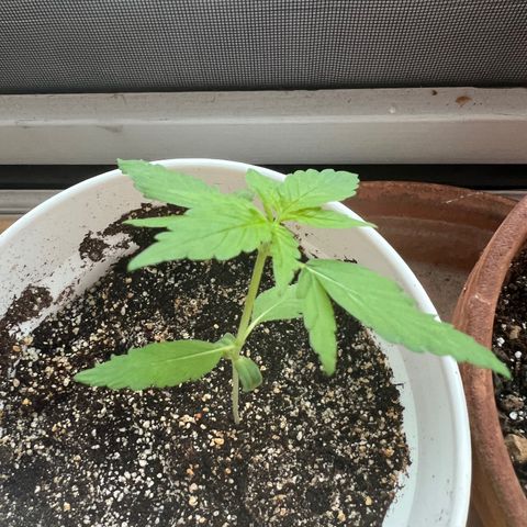 Lamb’s Breath growlog timeline photo