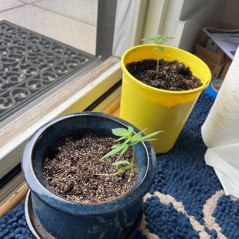 Lamb’s Breath growlog timeline photo