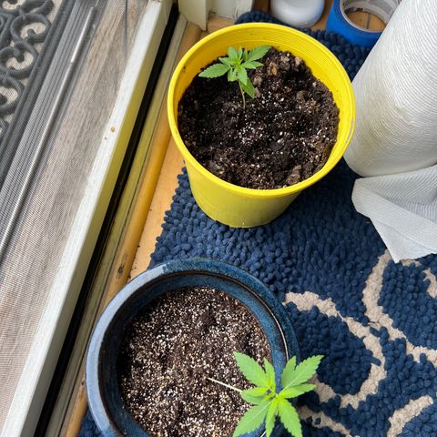 Lamb’s Breath growlog timeline photo