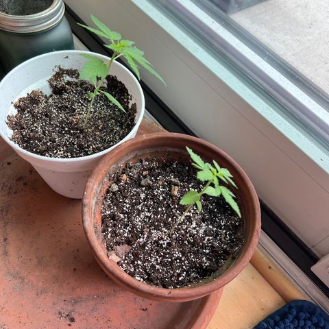 Lamb’s Breath growlog timeline photo