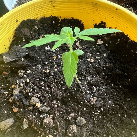 Lamb’s Breath growlog timeline photo