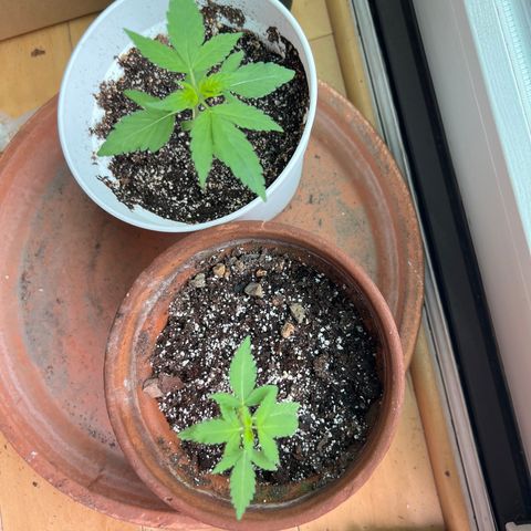 Lamb’s Breath growlog timeline photo