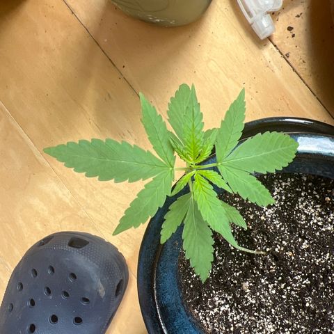 Lamb’s Breath growlog timeline photo
