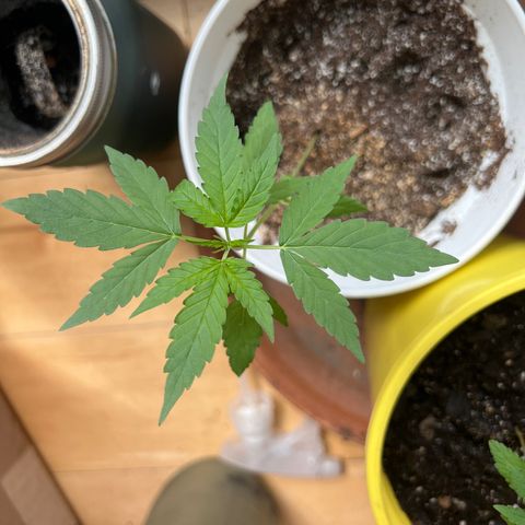 Lamb’s Breath growlog timeline photo