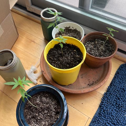Lamb’s Breath growlog timeline photo