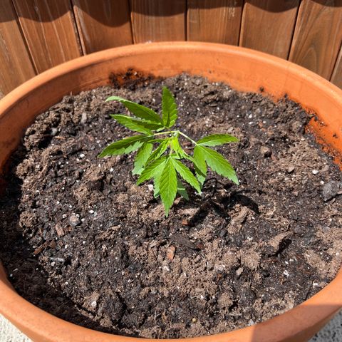 Lamb’s Breath growlog timeline photo
