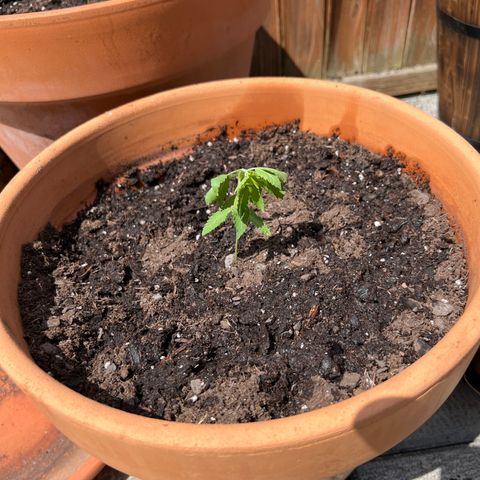 Lamb’s Breath growlog timeline photo