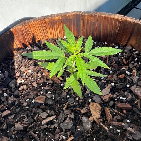 Lamb’s Breath growlog timeline photo